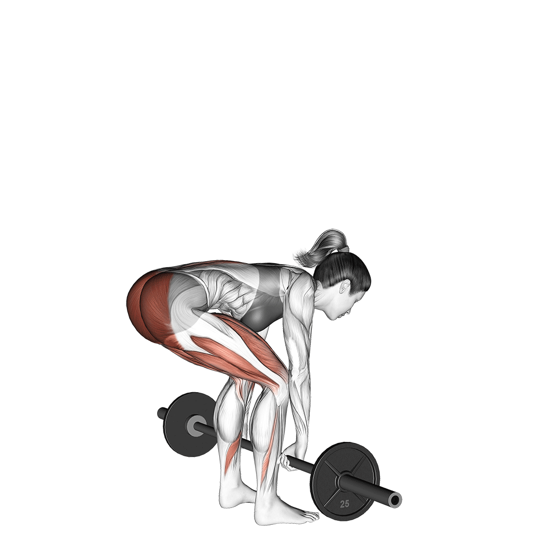 Barbell Convententional Deadlift Barbell Convententional Deadlift